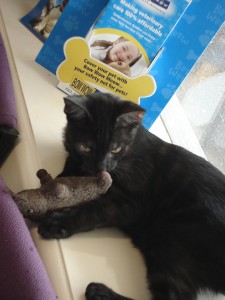 Ace playing with toy