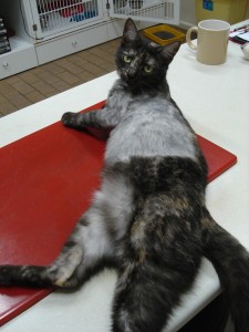 Tipsy - after surgery
