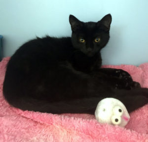 Monkey has found a new home!